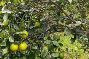 San Ramon Llano Brenes fruit trees2